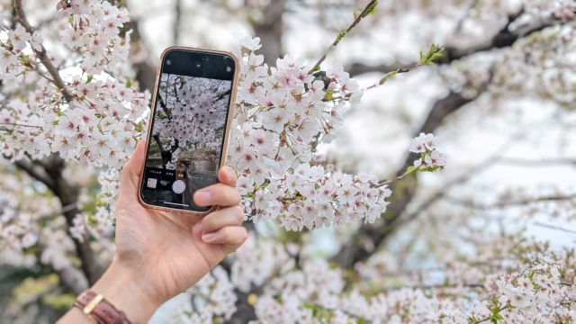 スマホカメラのピントが合わない原因